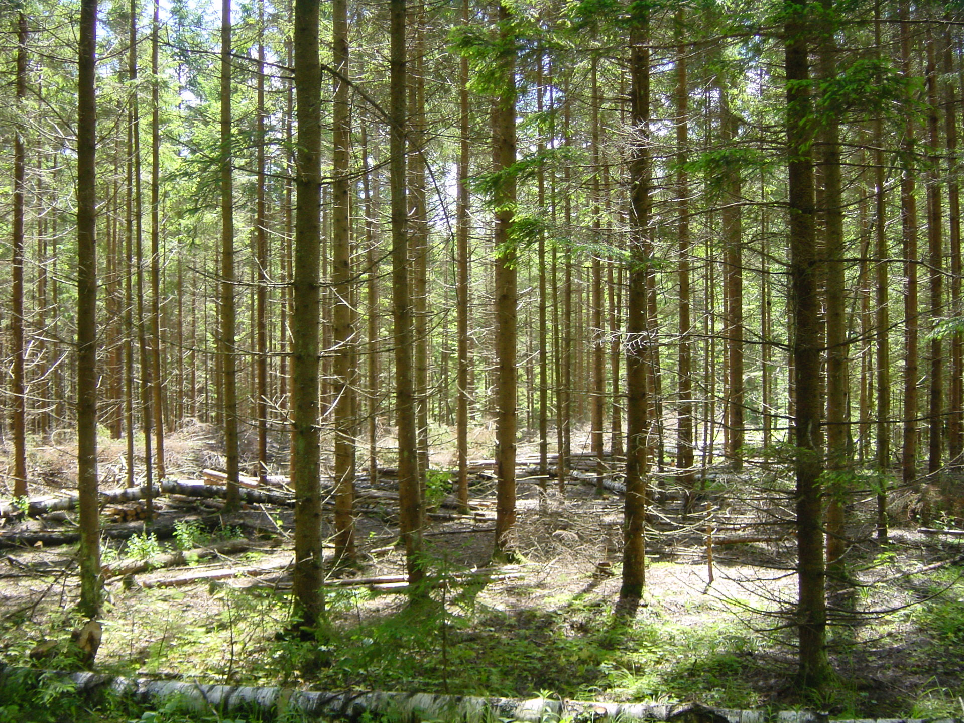 skog1